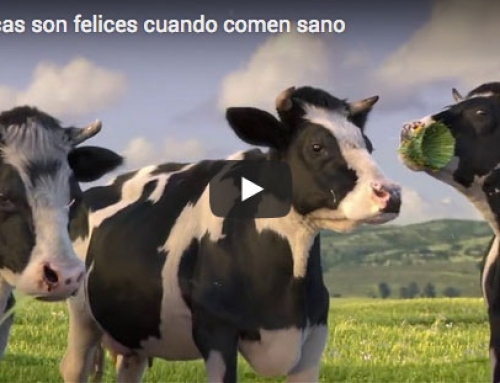 Las vacas son felices cuando comen sano